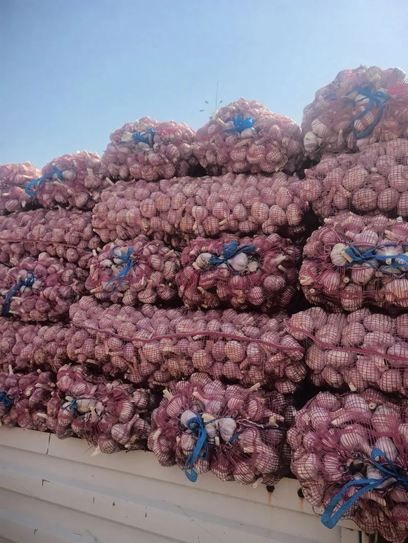 2025 neuer Knoblauch