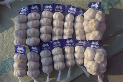 Frisch gepflückter Knoblauch