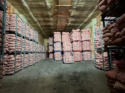 Knoblauch in der Kühllagerung