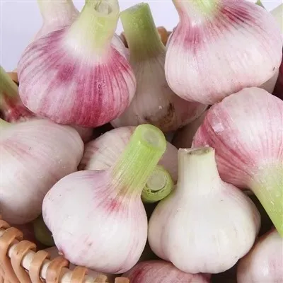 Bio-Knoblauch roh