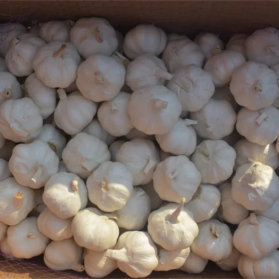White Garlic White Garlic